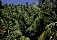 Coconut Land